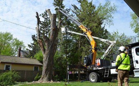 Comprehensive Guide to Tree Removal: Methods, Costs
