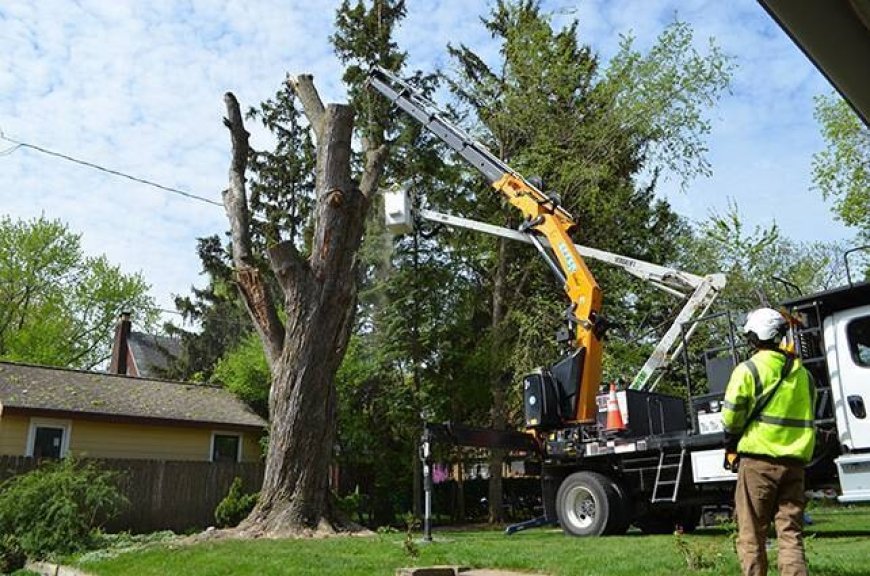 Are There Services That Offer Free Tree Removal In Your Area?