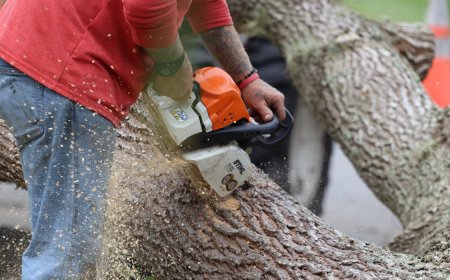Affordable Tree Removal Services: A Valuable Benefit for Seniors