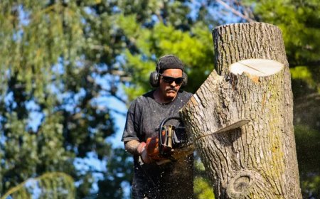 Securing Affordable Tree Removal Services for Seniors