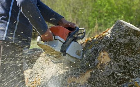 From Assessment to Removal: In-Depth Understanding of Tree Removal Services