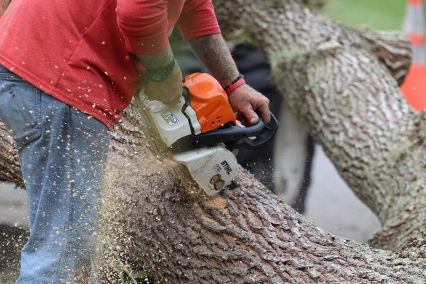 Affordable Tree Removal Services: A Valuable Benefit for Seniors