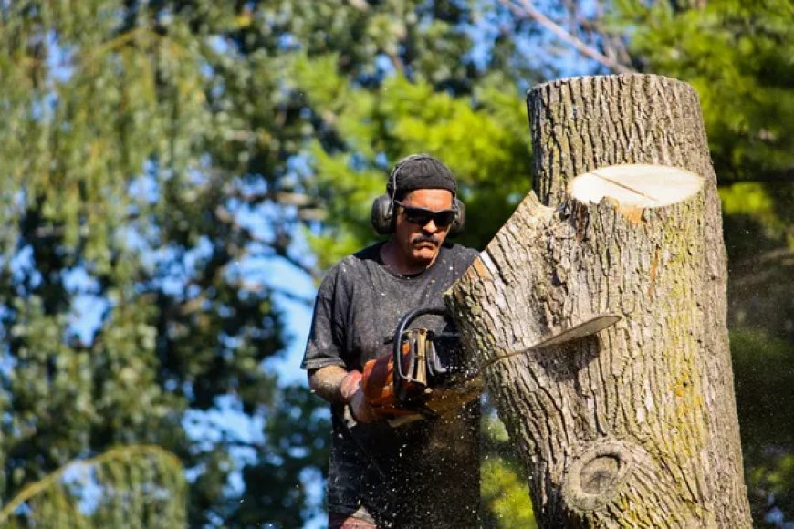 Securing Affordable Tree Removal Services for Seniors