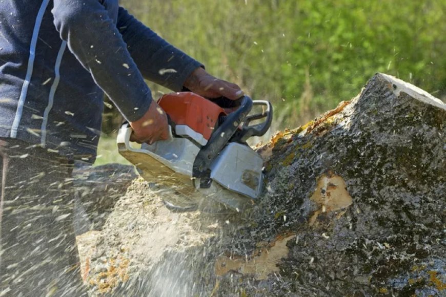 Cost-Effective Tree Removal Services for Senior Citizens