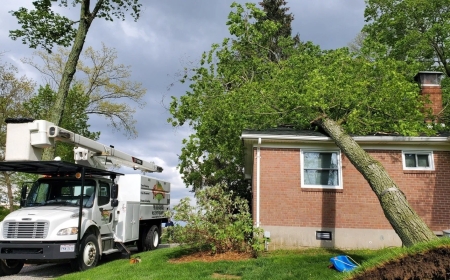 Tree Removal and Roof Service for Seniors: Ensuring Safety and Comfort