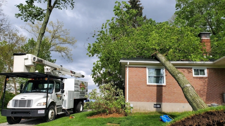 Tree Removal and Roof Service for Seniors: Ensuring Safety and Comfort